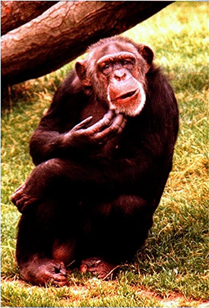 A chimpanzee scratching his chin to suggest a lousy user experience.